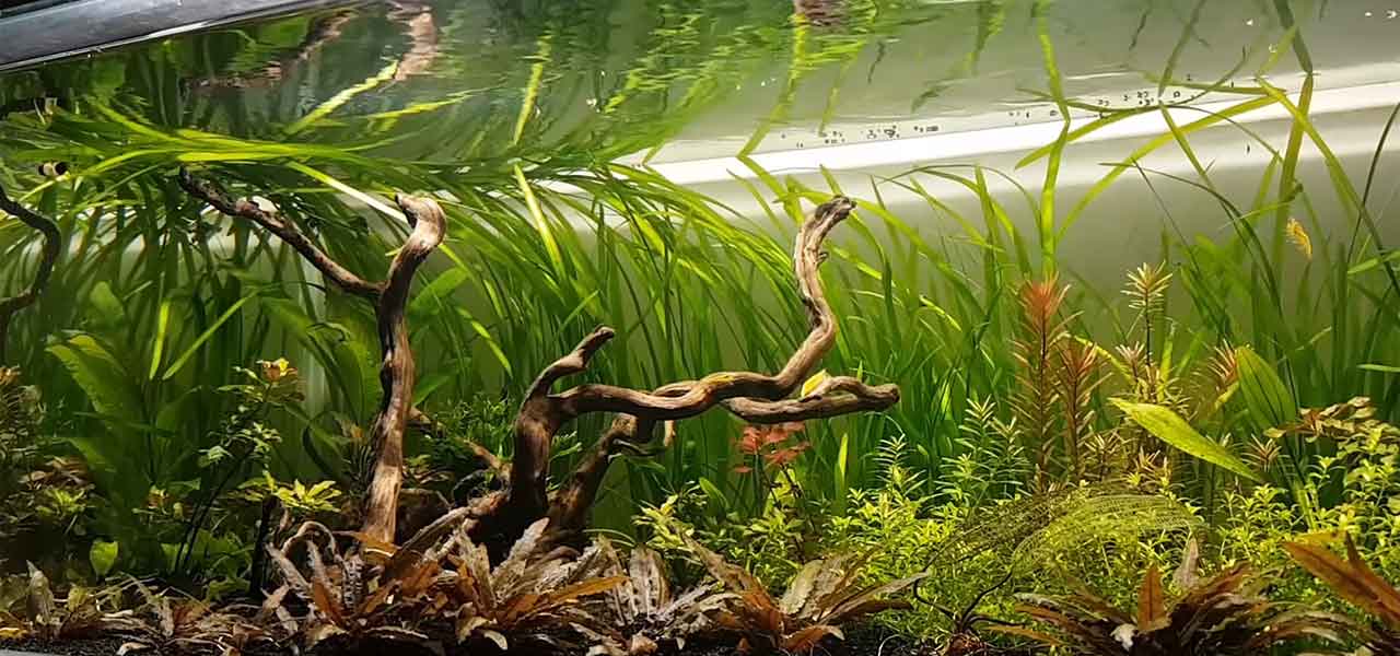 freshwater shrimp aquarium setup