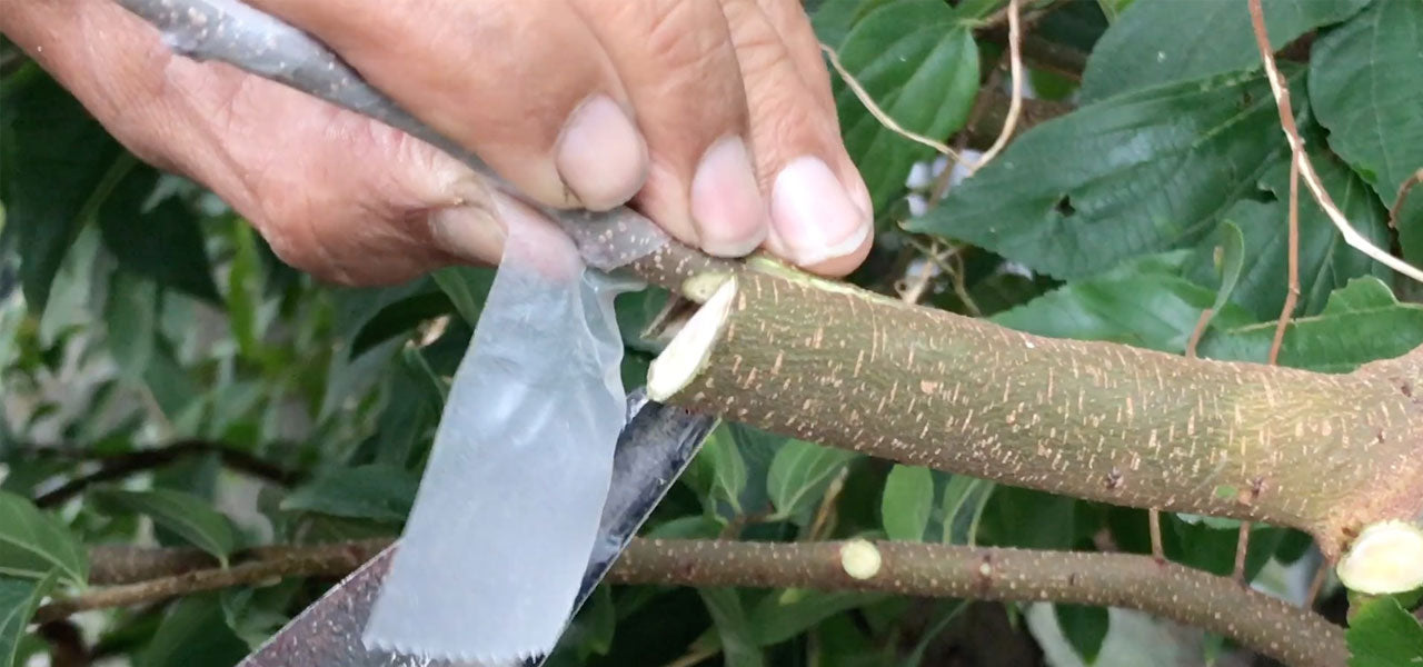 What Is The Best Grafting Tape For Avocado Tree Grafting? 