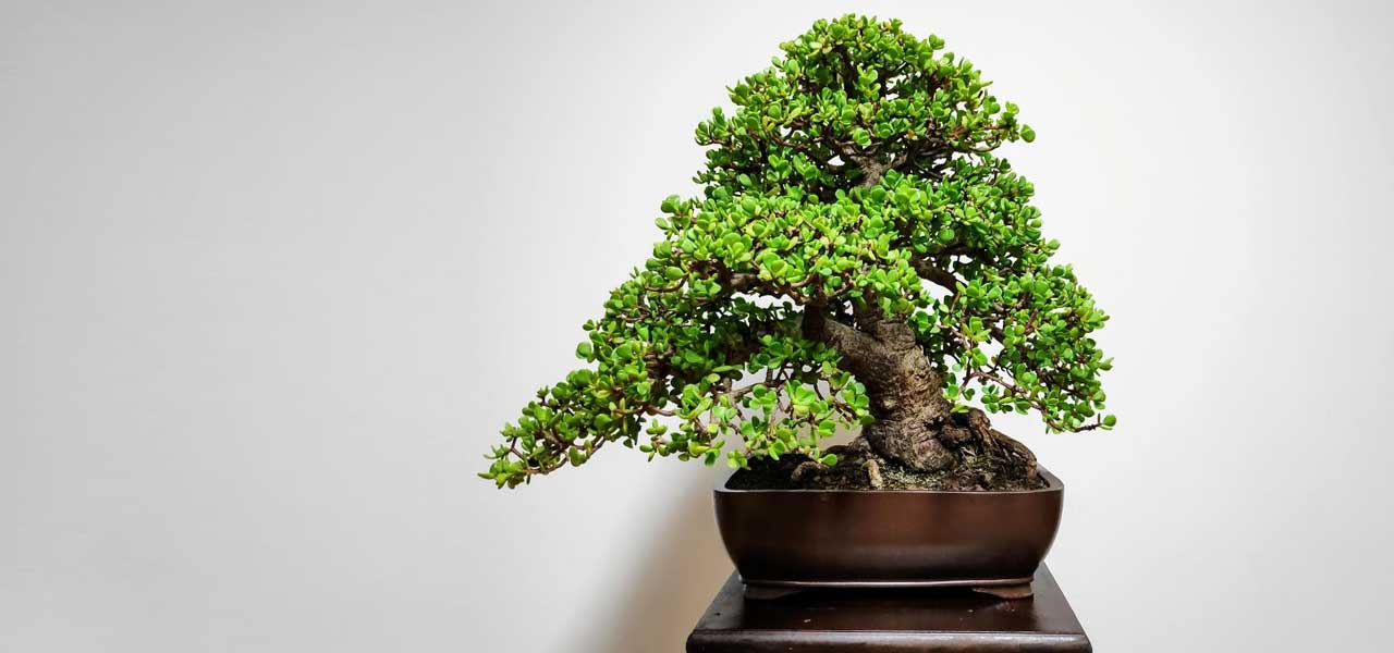 Tanuki Bonsai - Bonsai Tree (Pty) Ltd.