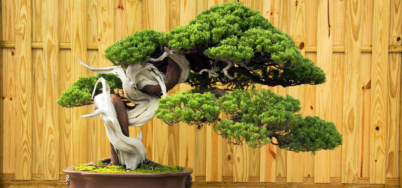 Bonsai trees symbolize U.S.-Japan friendship