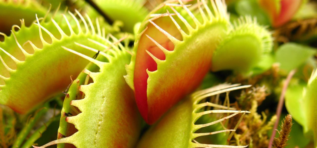 A Guide to Buying Venus Flytraps Online - VENUS FLYTRAPS