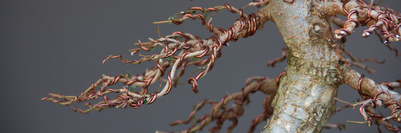 Bonsai Wiring: What Is It and How To Do It? - Bonsai Craft