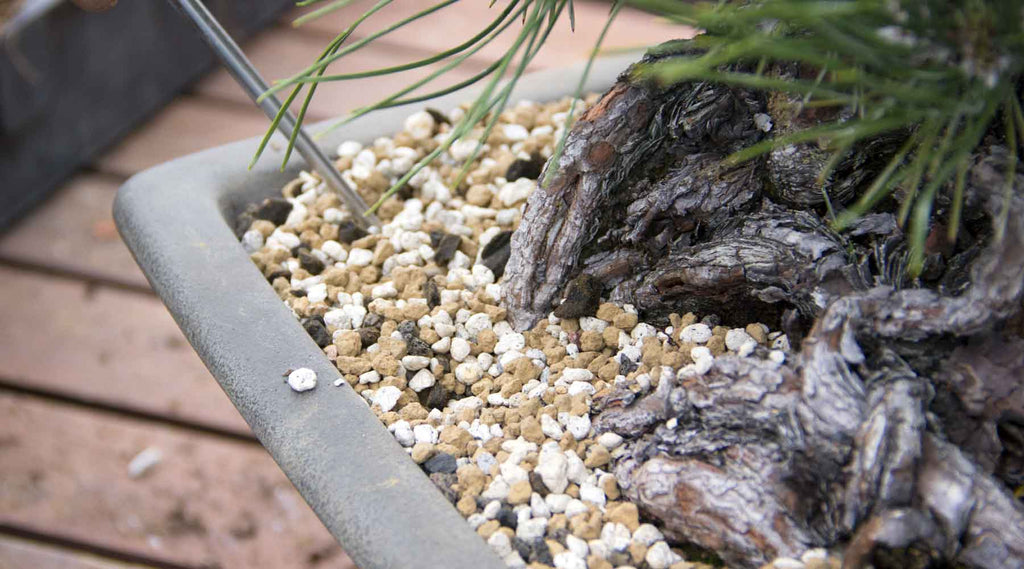 bonsai tree growing mediums