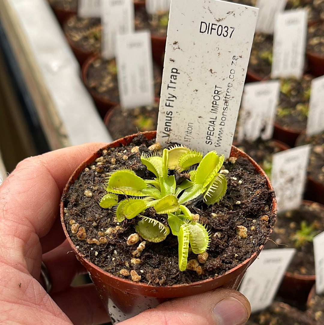 Venus Fly Trap, 'Triton.' Special Import. -  2 year old plant. 7.5cm plastic container. - Carnivorous Plant