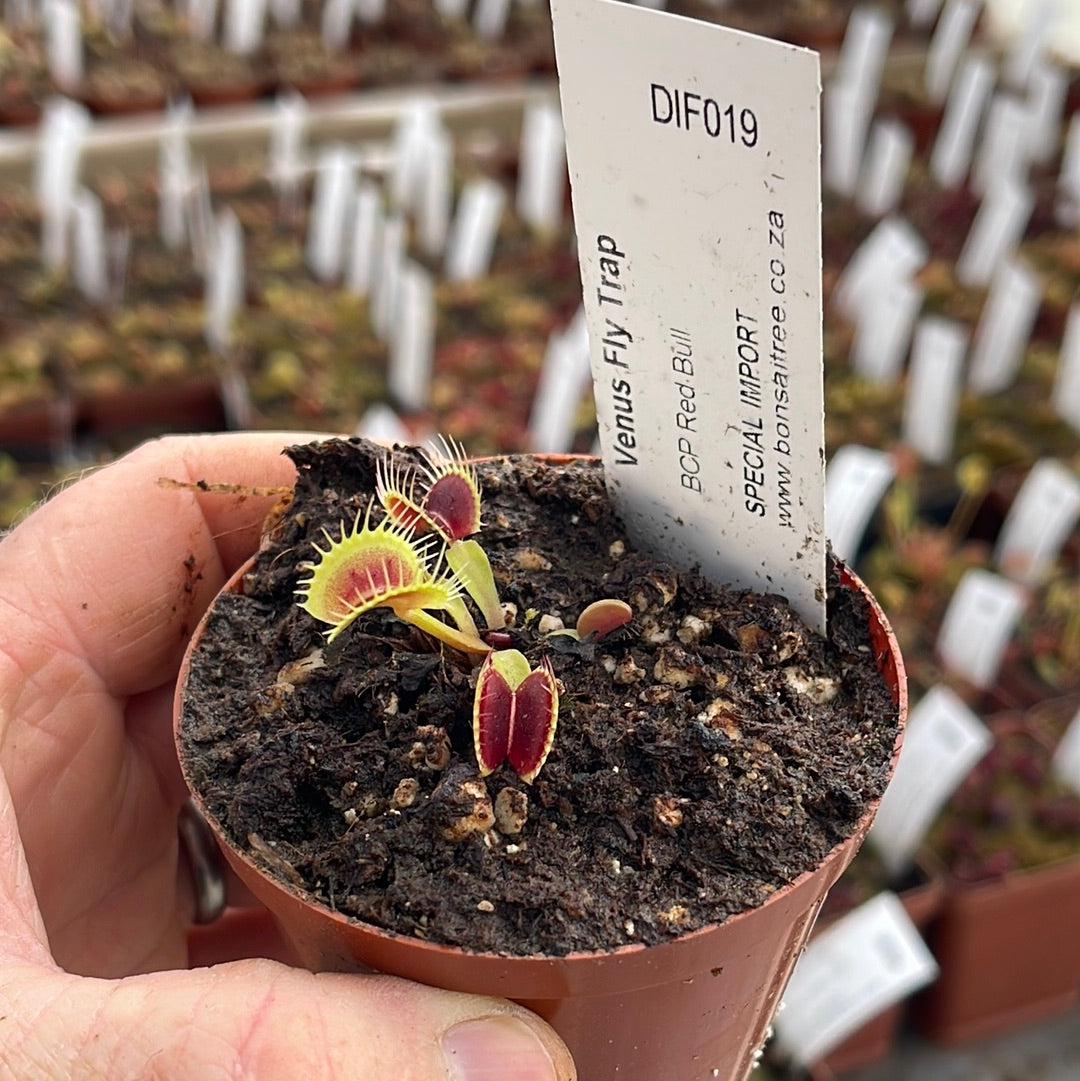 Venus Fly Trap, 'BCP Red Bull.' Special Import. -  2 year old plant. 7.5cm plastic container. - Carnivorous Plant