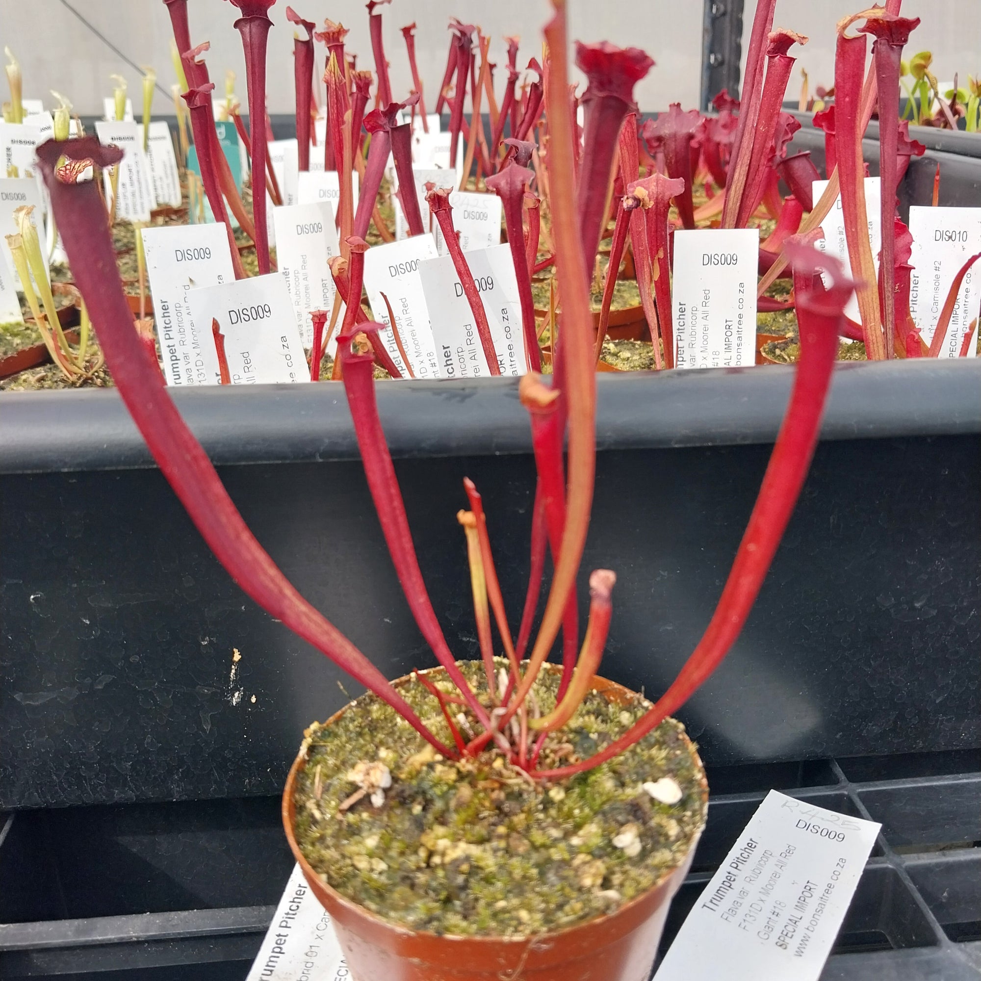 Trumpet Pitcher, Sarracenia 'Acqerello.' Special Import. -   - Carnivorous Plant