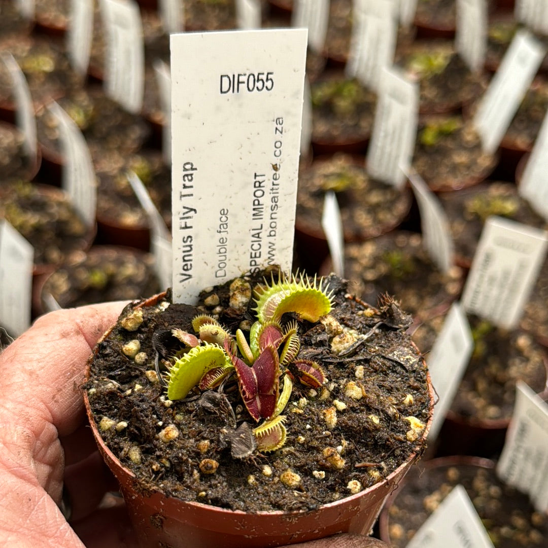 Venus Fly Trap, 'Double face.' Collectible import. -  2 year old plant. 7.5cm plastic container. - Carnivorous Plant