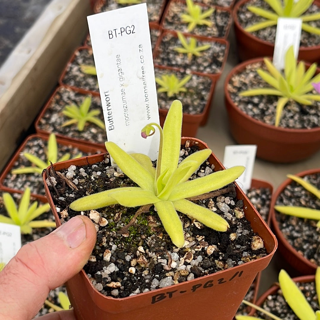 Butterwort, Pinguicula moctezumae x gigantae -   - Carnivorous Plant