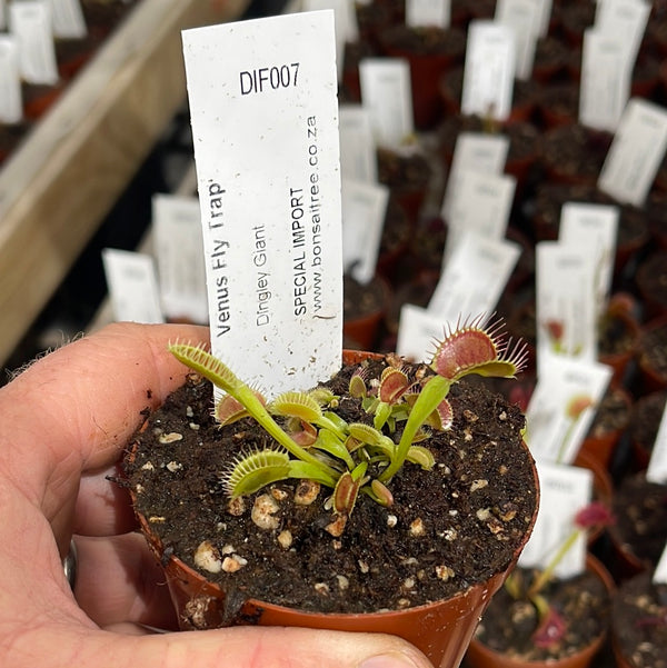 Venus Fly Trap, 'Large Erect Pink Trap.' Special Import. - Bonsai