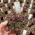 Venus Fly Trap, 'Clayton Vulcanic Red.' Special Import. -   - Carnivorous Plant