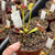 Venus Fly Trap, 'WIP long snapper.' Special Import. -   - Carnivorous Plant