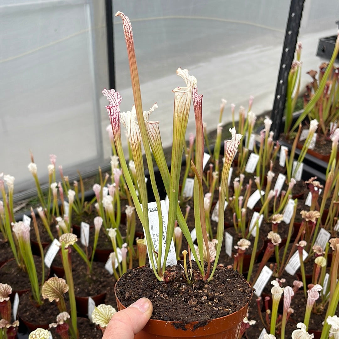 Trumpet Pitcher, Sarracenia 'Leucophylla var.alba seedling 13 #5.' Special Import. -  Medium to Large plant. 12cm plastic container. - Carnivorous Plant