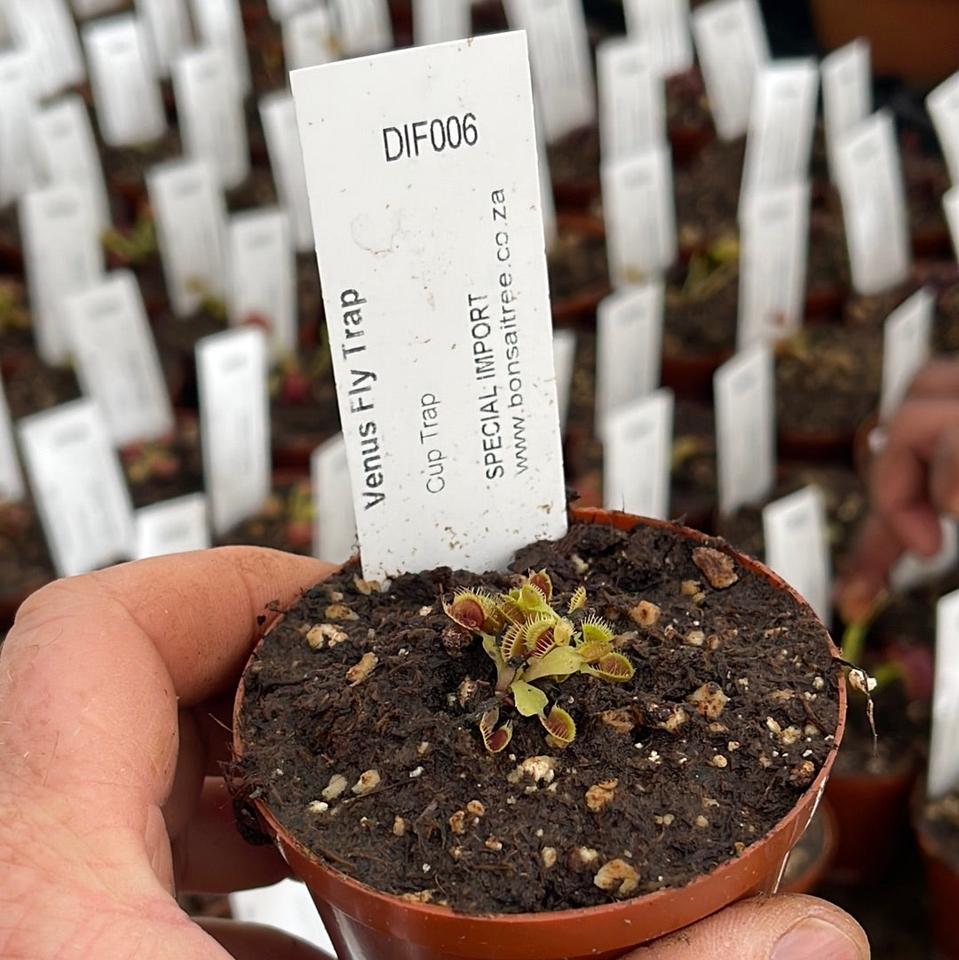 Venus Fly Trap, 'Cup Trap.' Special Import. -  2 year old plant. 7.5cm plastic container. - Carnivorous Plant