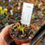 Venus Fly Trap, 'Kurze Zahne.' Special Import. -   - Carnivorous Plant