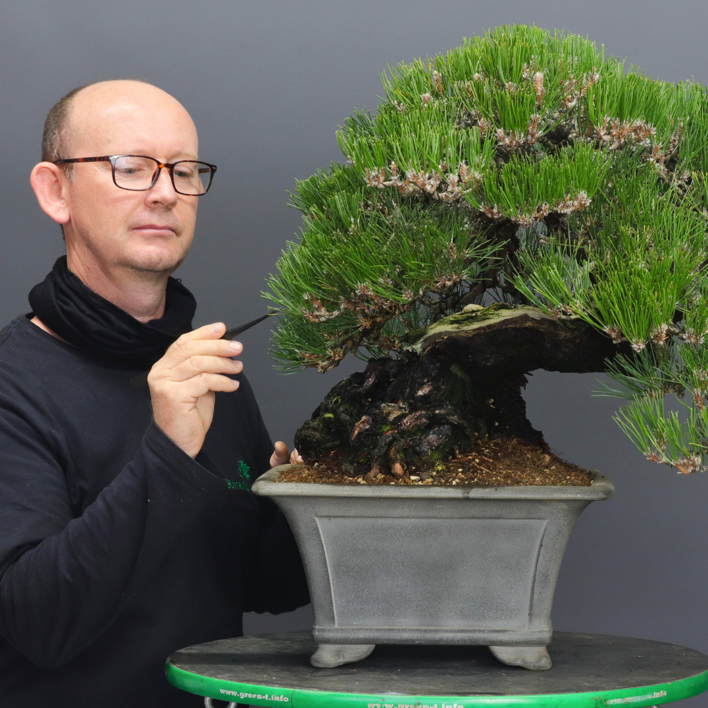 Pine Bonsai Class, 24th June, Cape Town. -   - Workshop