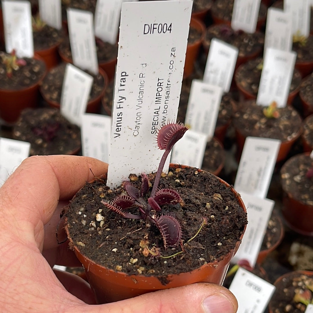 Venus Fly Trap, 'Clayton Vulcanic Red.' Special Import. -  2 year old plant. 7.5cm plastic container. - Carnivorous Plant