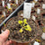 Venus Fly Trap, 'BAS #9.' Special Import. -   - Carnivorous Plant