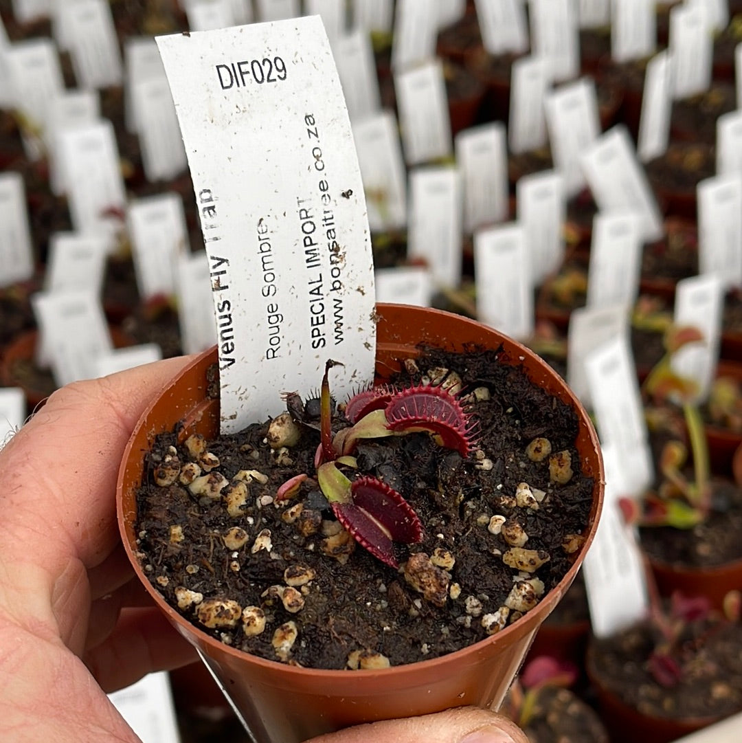 Venus Fly Trap, 'Rouge Sombre.' Special Import. -  2 year old plant. 7.5cm plastic container. - Carnivorous Plant