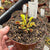 Venus Fly Trap, 'ARPC.' Special Import -   - Carnivorous Plant