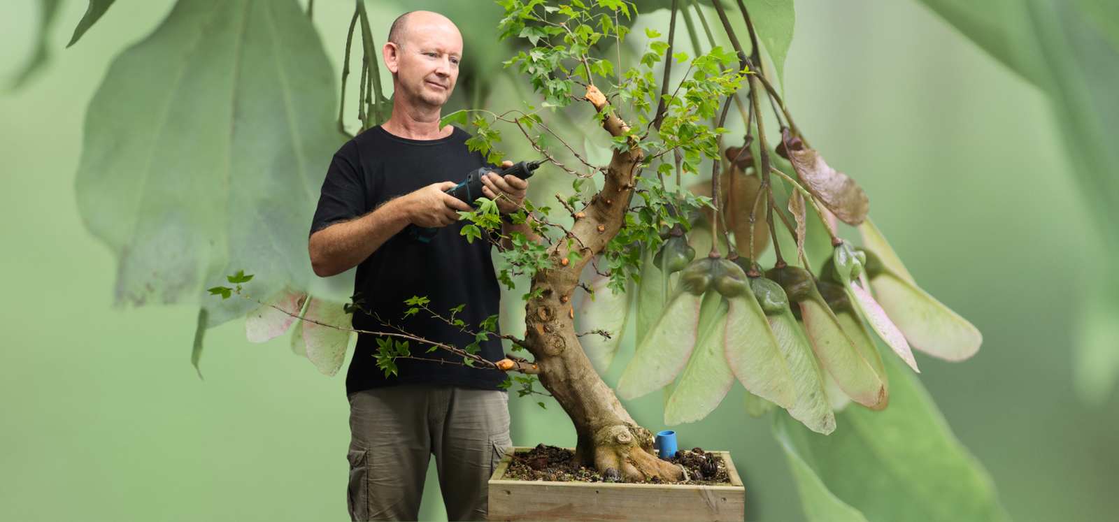 Bonsai Tree Bundle  Collection of 5 Seedlings –