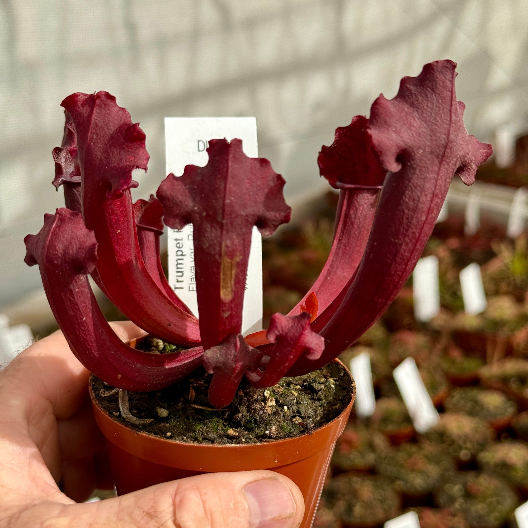 Trumpet Pitcher, Sarracenia 'Hybrid 01 x Camisole #2.' Special Import. -   - Carnivorous Plant