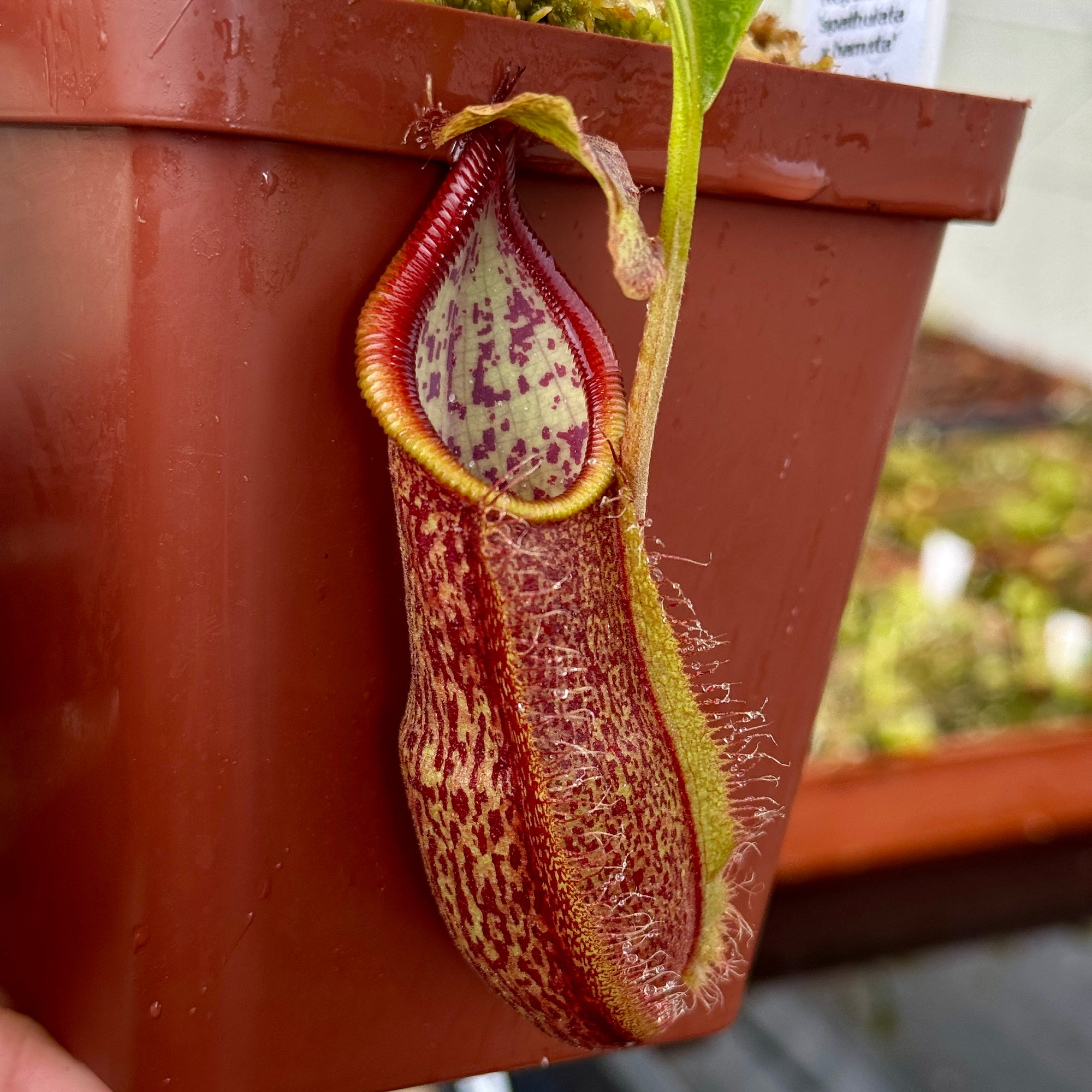 Tropical Pitcher, Nepenthes 'spathulata x hamata,' BE-3793 -   - Carnivorous Plant