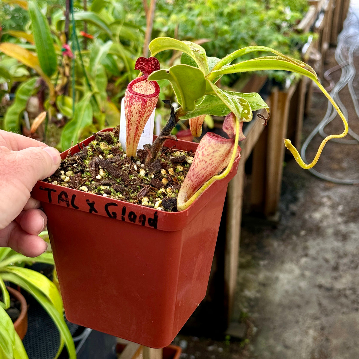 Tropical Pitcher, Nepenthes &#39;talangensis x glandulifera,&#39; BE-3665 -   - Carnivorous Plant