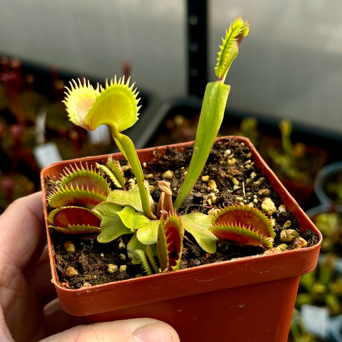 Fly Traps, Mixed Clones, 9cm pot -   - Carnivorous Plant