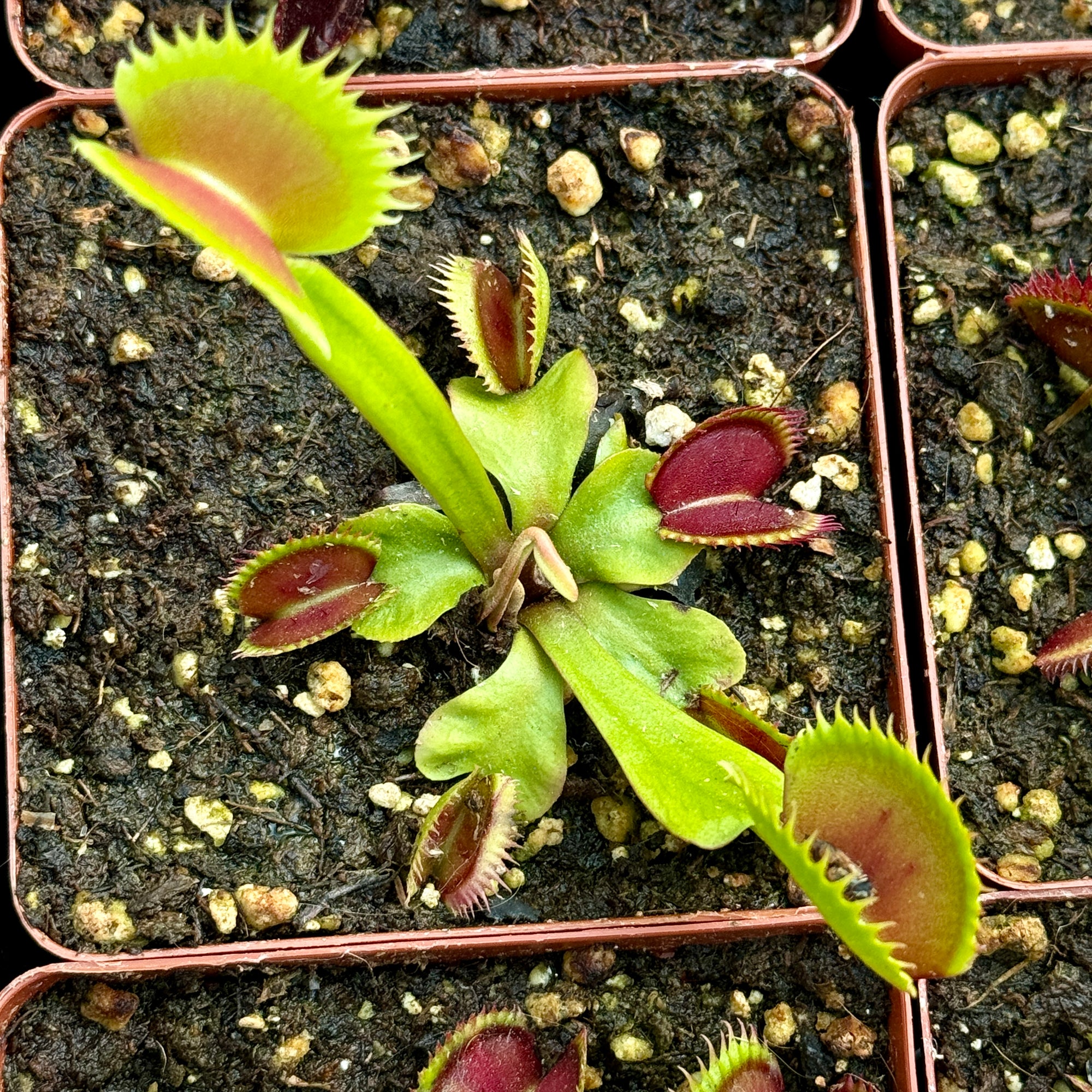 Fly Traps, Mixed Clones, 9cm pot -   - Carnivorous Plant