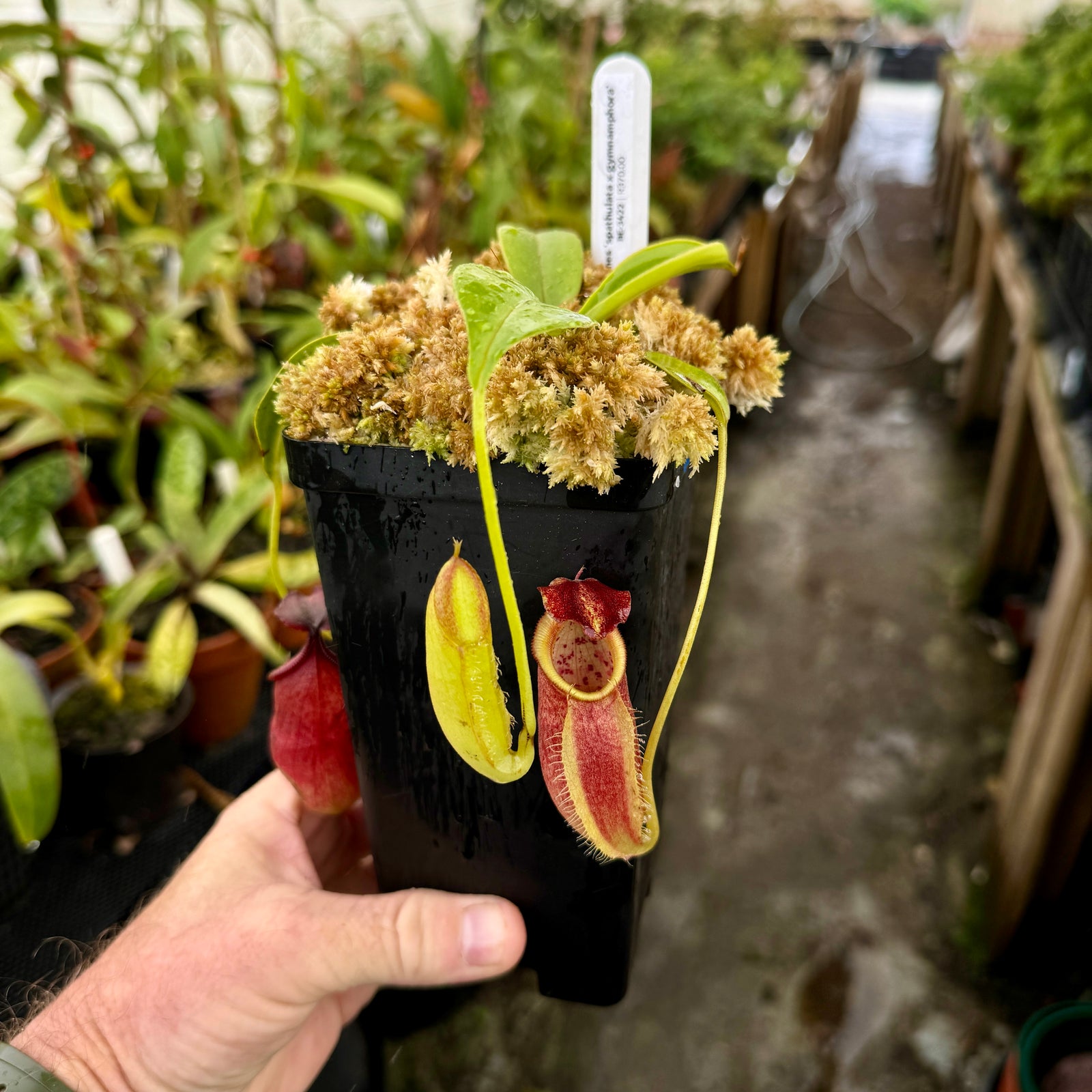 Tropical Pitcher, Nepenthes 'spathulata x gymnamphora,' BE-3422 -   - Carnivorous Plant