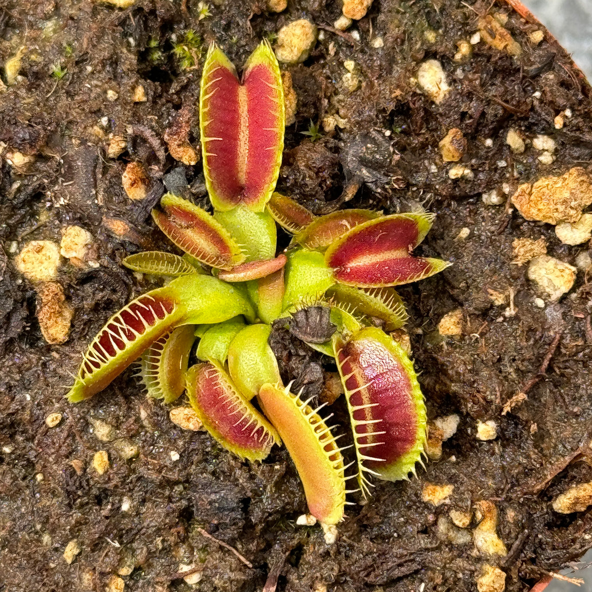 Venus Fly Trap, &#39;Kleopatra.&#39; Special Import. -   - Carnivorous Plant