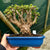 Portulacaria afra "Spekboom" -  PL03, 300mm(L) x 220mm(D) x 300mm(H) - Trees