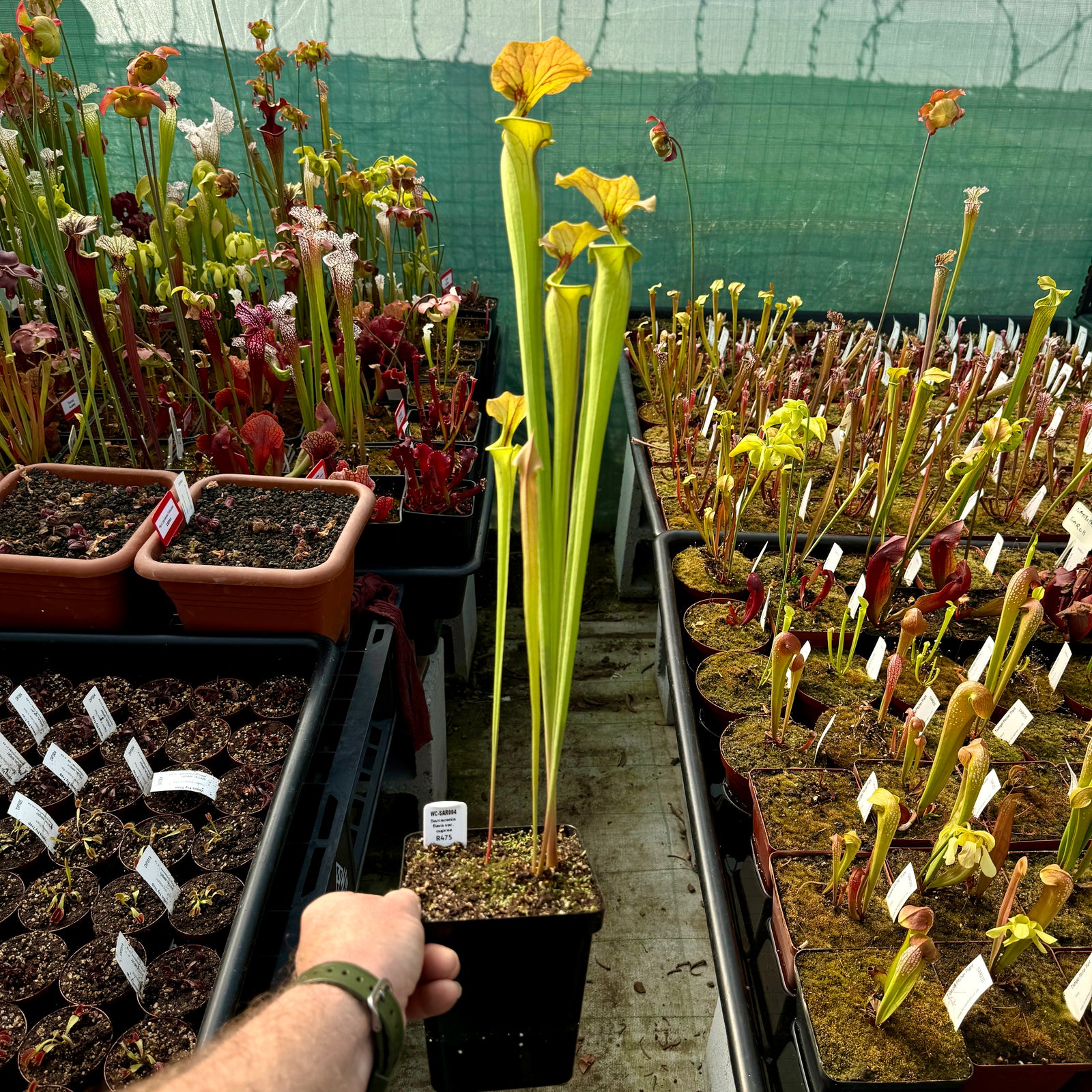 Trumpet Pitcher, Sarracenia flava var. cuprea -   - Carnivorous Plant