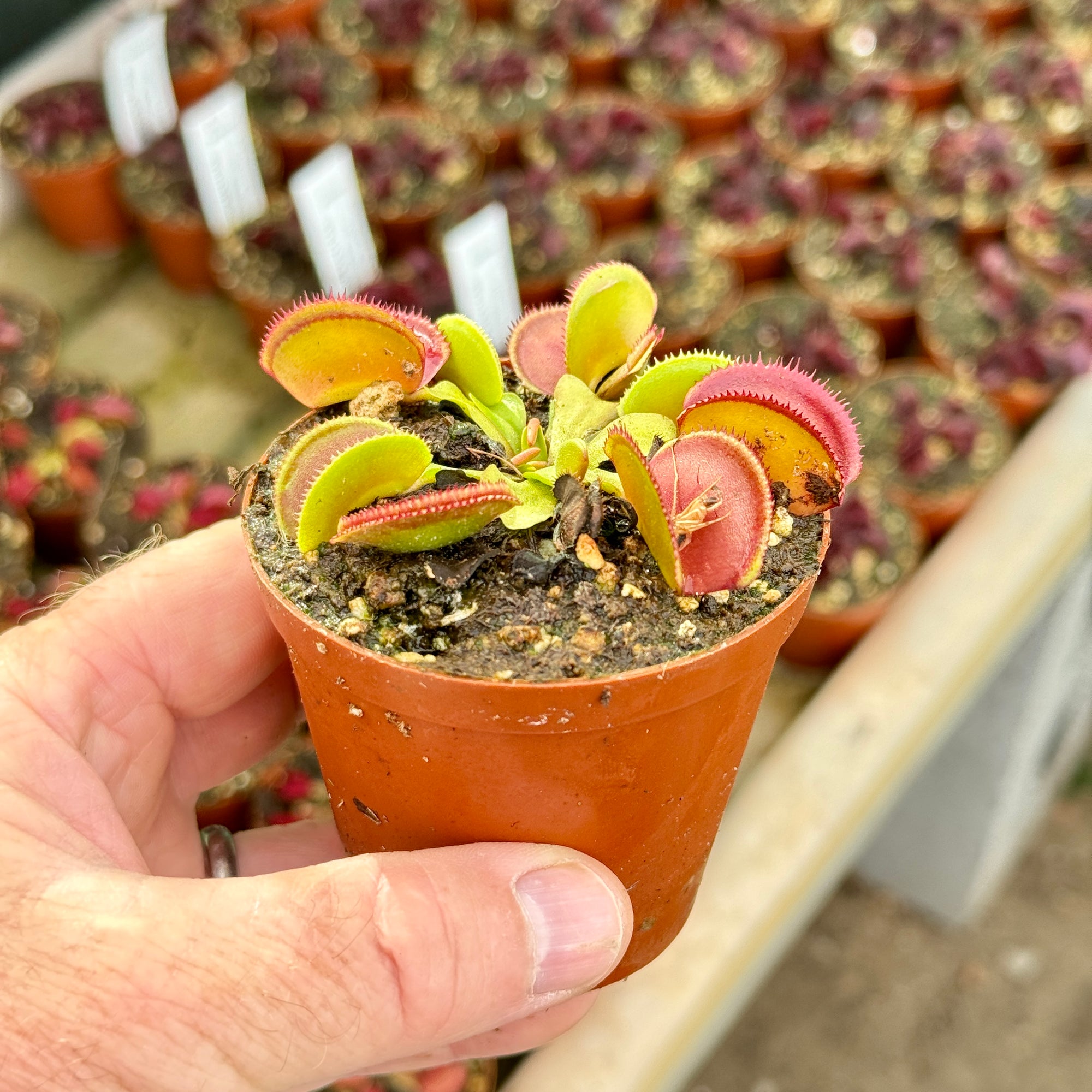 Venus Fly Trap, 'Microdent.' Special Import. -  2 year old plant. 7.5cm plastic container. - Carnivorous Plant