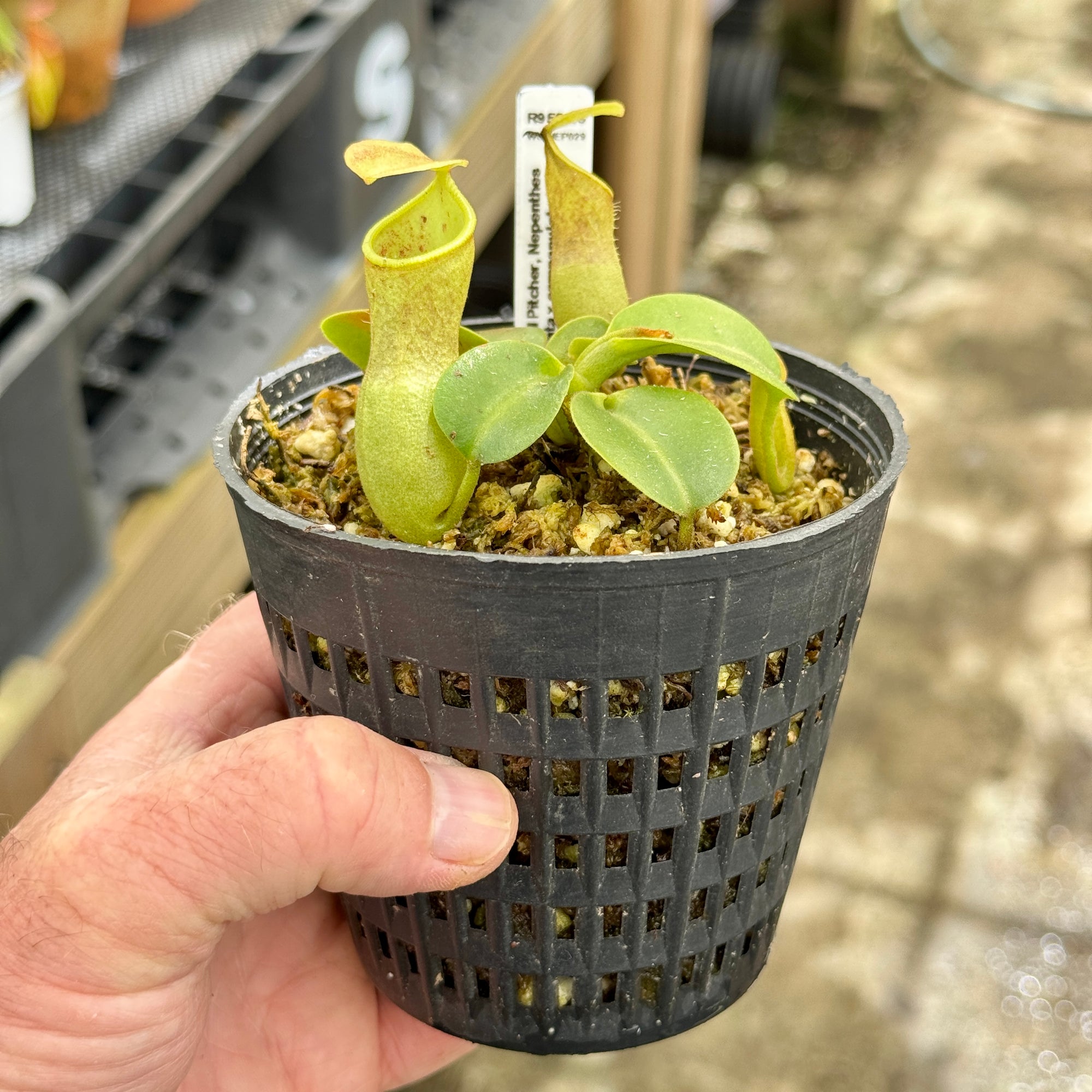 Tropical Pitcher, Nepenthes 'truncata x campanulata,' Exotica Plants. - - Carnivorous Plant