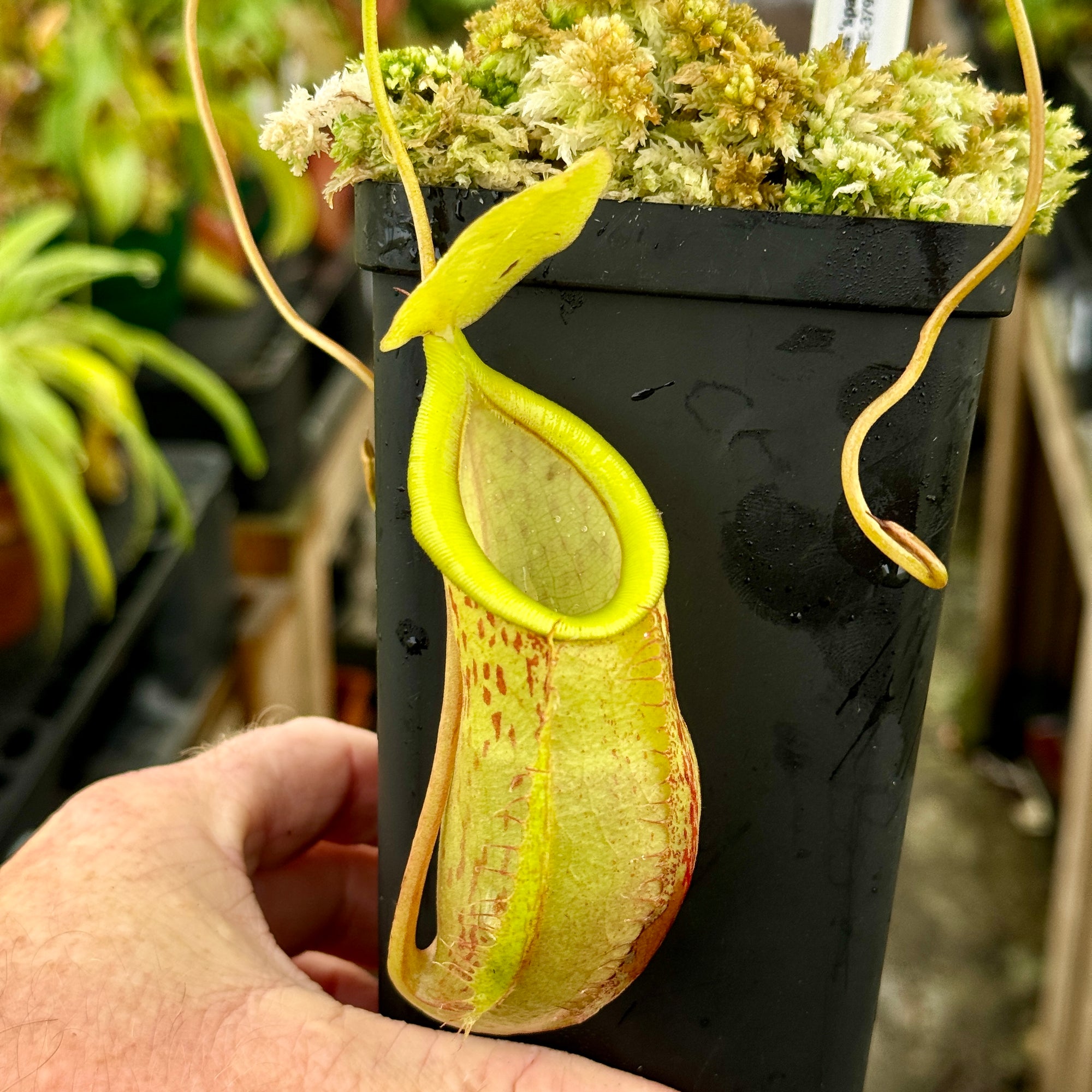 Tropical Pitcher, Nepenthes 'spathulata x glabrata,' BE-3790 -   - Carnivorous Plant