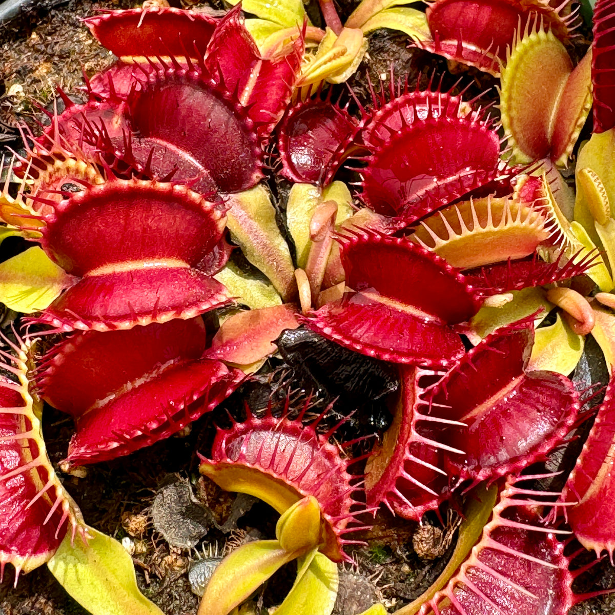 Venus Fly Trap, &#39;Gargoyle.&#39; Special Import. -   - Carnivorous Plant