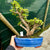 Portulacaria afra "Spekboom" -  PL04, 310mm(L) x 270mm(D) x 380mm(H) - Trees