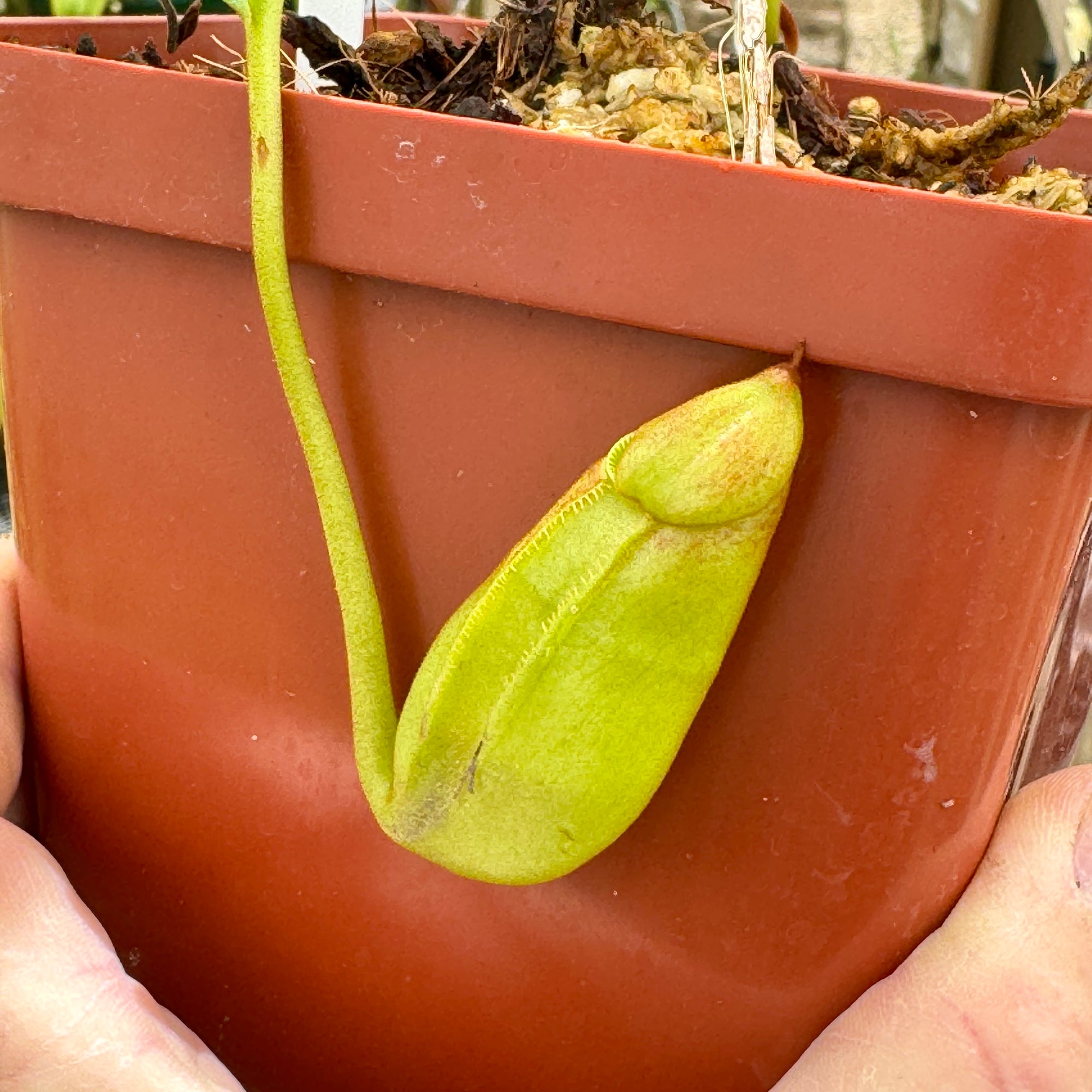 Tropical Pitcher, Nepenthes 'maxima x (lowii x macrophylla), BE-3709 - - Carnivorous Plant