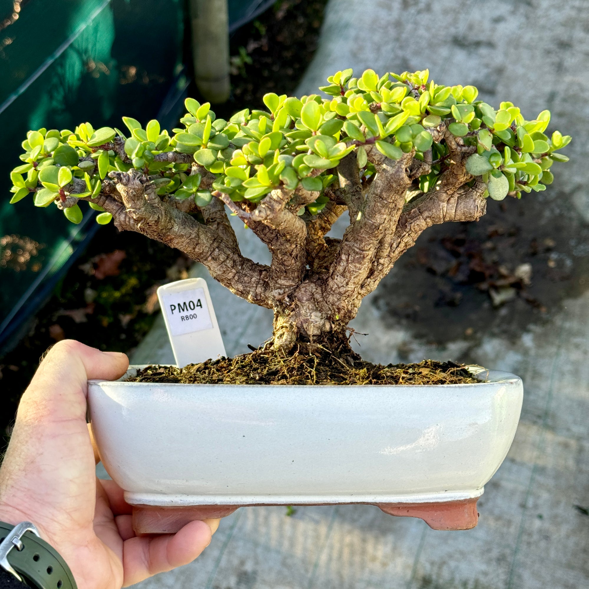 Portulacaria afra "Spekboom" -  PM04, 300mm(L) x 260mm(D) x 220mm(H) - Trees