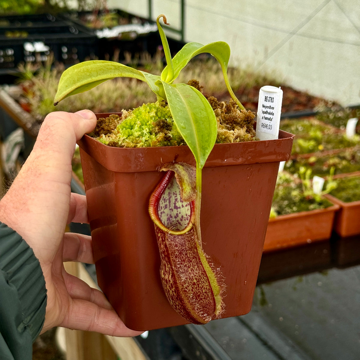 Tropical Pitcher, Nepenthes &#39;spathulata x hamata,&#39; BE-3793 -   - Carnivorous Plant