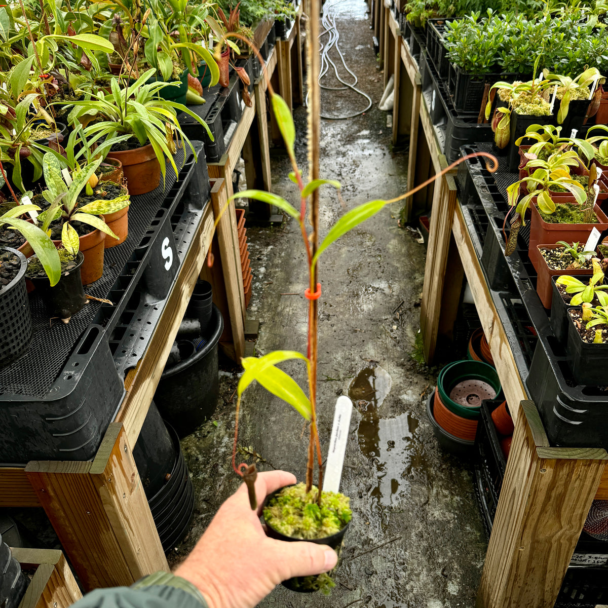 Tropical Pitcher, Nepenthes &#39;jamban x dubia’ -   - Carnivorous Plant