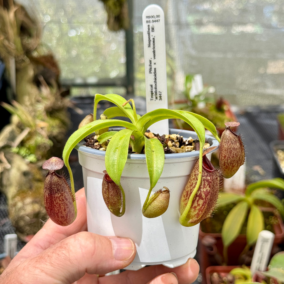 Tropical Pitcher, Nepenthes &#39;aristolochioides x ventricosa,&#39; BE-3447 - - Carnivorous Plant