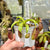 Tropical Pitcher, Nepenthes 'aristolochioides x ventricosa,' BE-3447 - - Carnivorous Plant