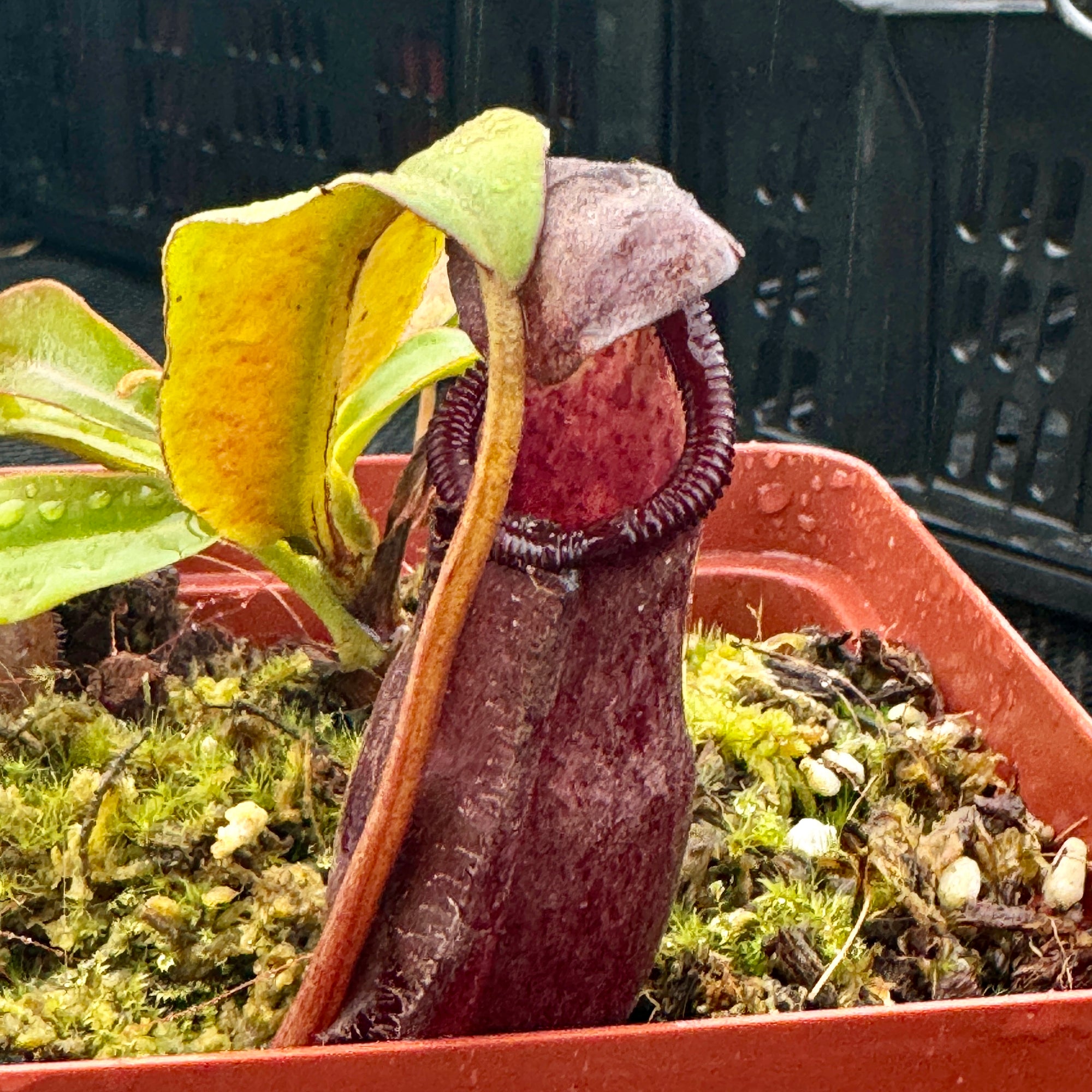 Tropical Pitcher, Nepenthes 'densiflora x rafflesiana', BE-3719 -   - Carnivorous Plant