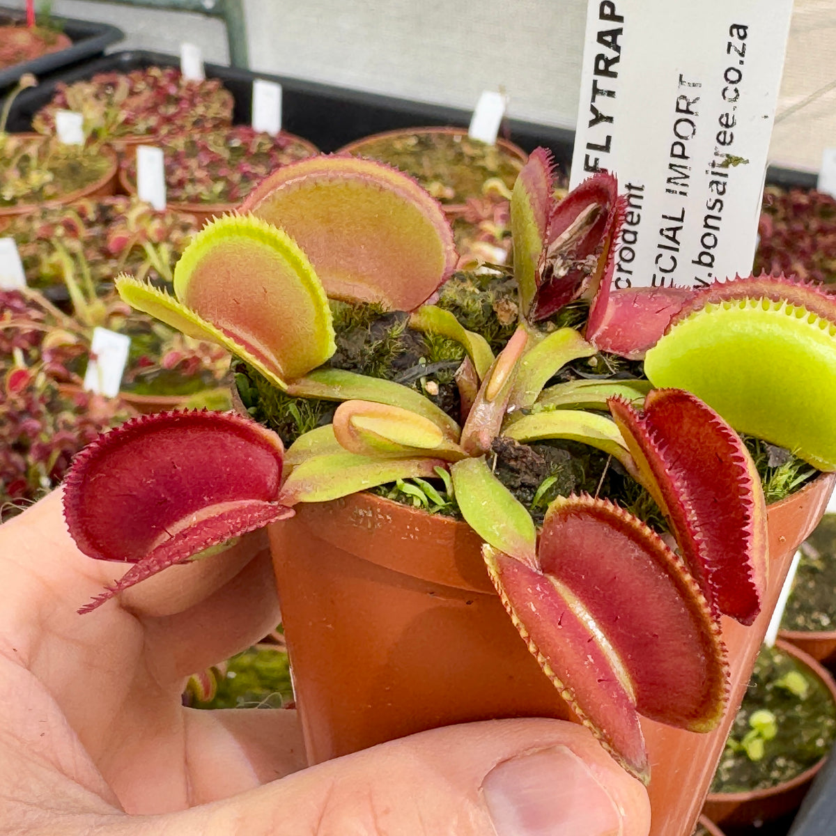 Venus Fly Trap, &#39;Microdent.&#39; Special Import. - 2 year old plant. 7.5cm plastic container. - Carnivorous Plant