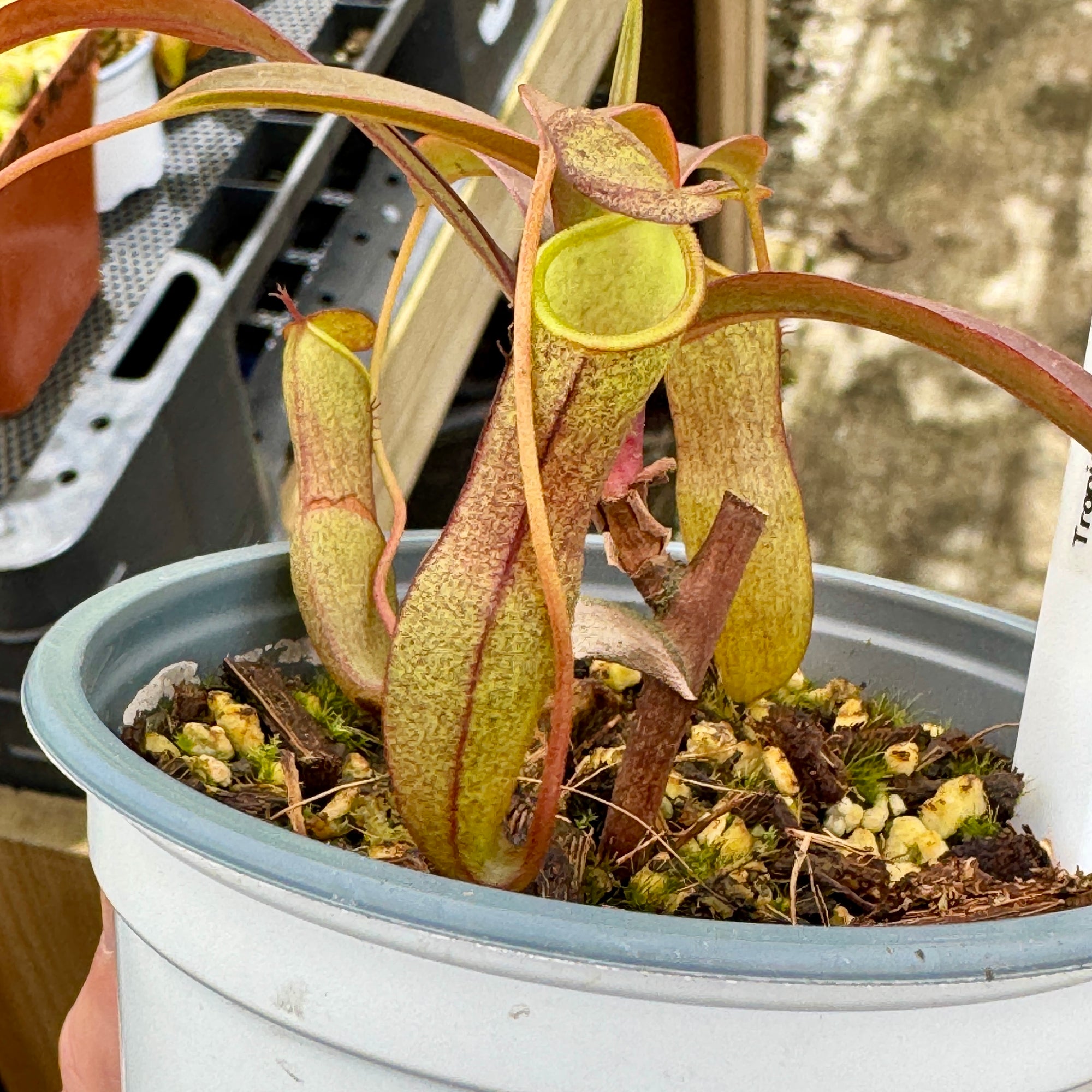 Tropical Pitcher, Nepenthes 'Rebecca Soper x ventricosa red' - - Carnivorous Plant