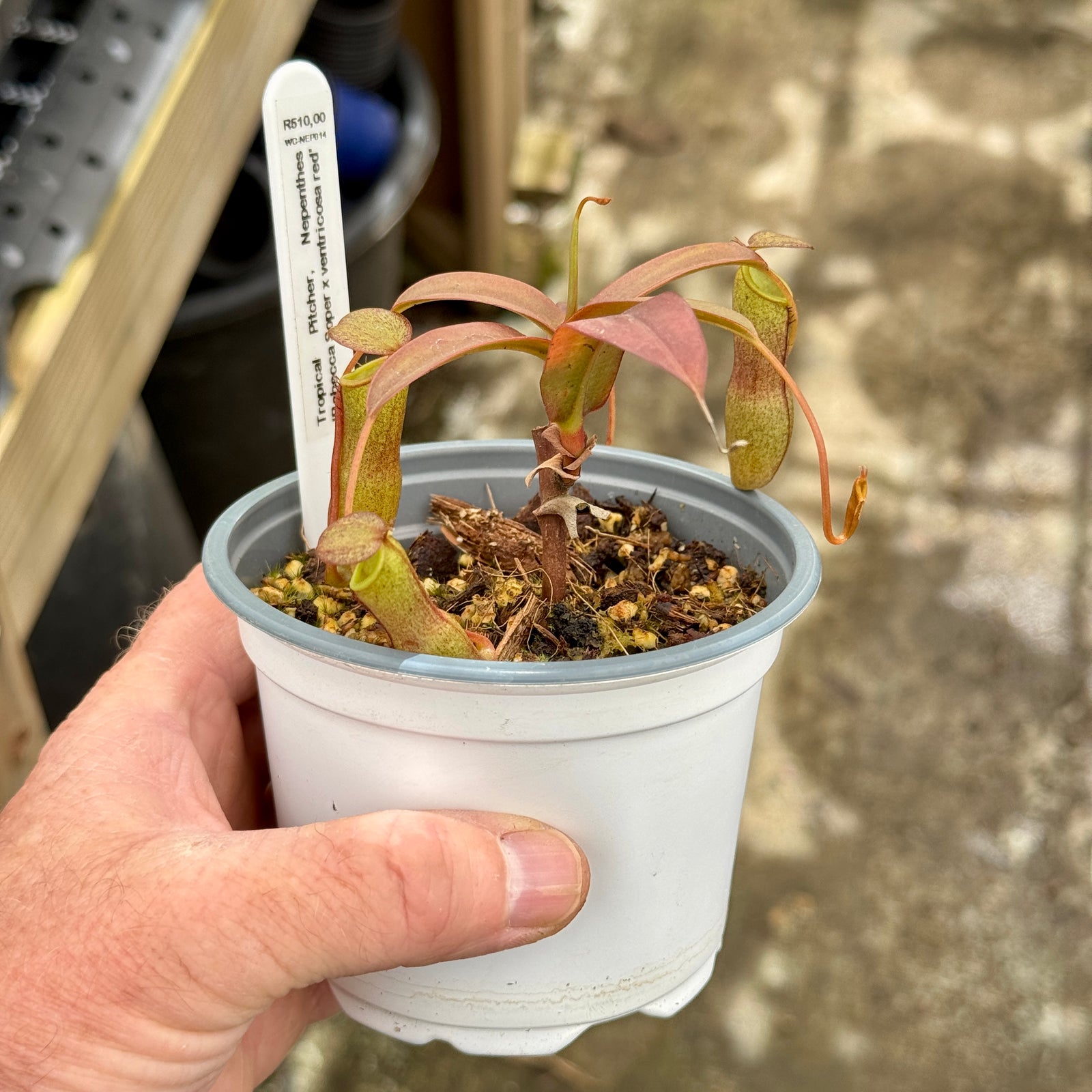 Tropical Pitcher, Nepenthes 'Rebecca Soper x ventricosa red'