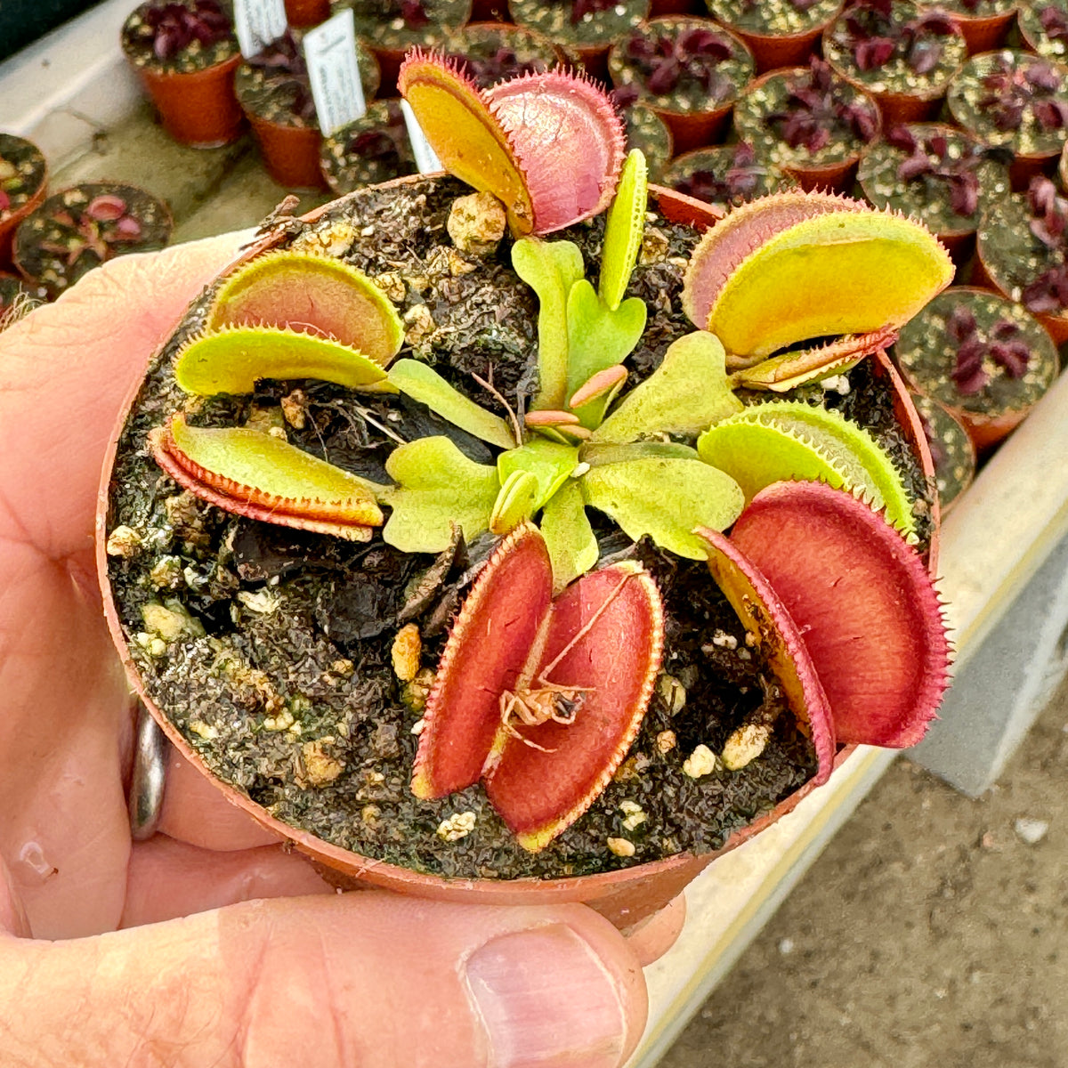 Venus Fly Trap, &#39;Microdent.&#39; Special Import. -   - Carnivorous Plant