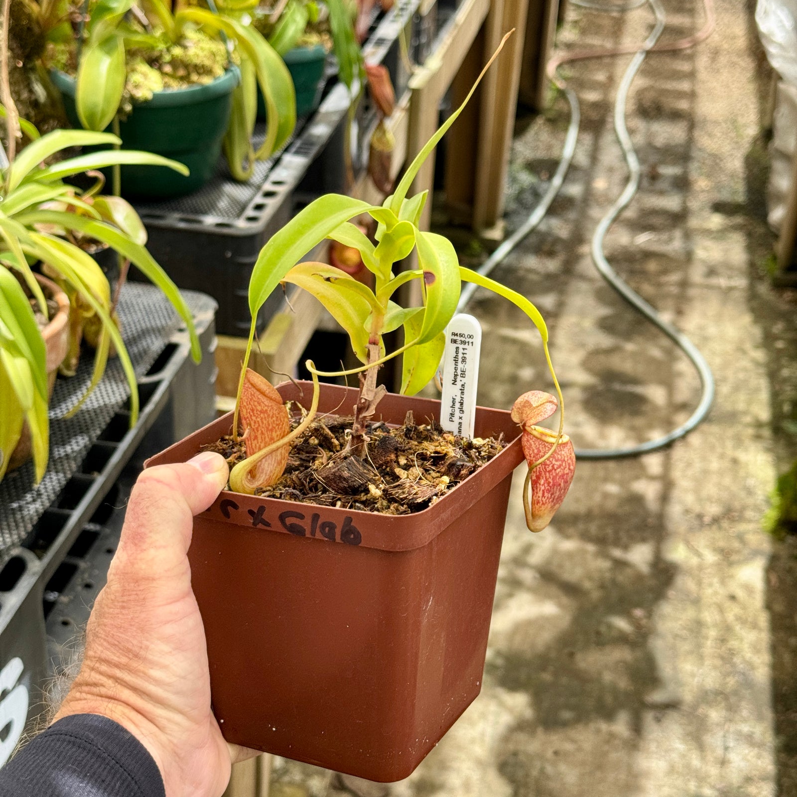 Tropical Pitcher, Nepenthes 'merrilliana x glabrata,' BE-3911 - - Carnivorous Plant